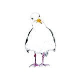 Grumpy Gull Postcard