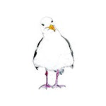 Grumpy Gull Postcard